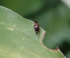 Lordithon kelleyi thumbnail 4
