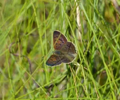 Salt Marsh Copper thumbnail 2