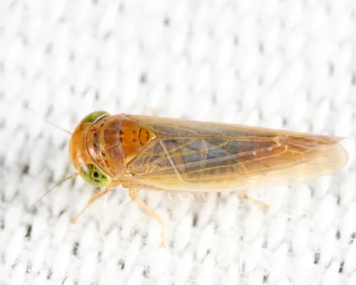 Grypotes puncticollis