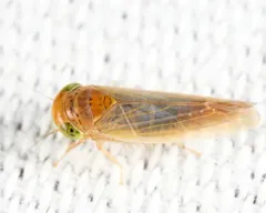 Grypotes puncticollis thumbnail 1