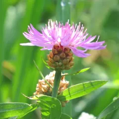 Brown Knapweed thumbnail 2