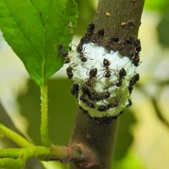 Woolly Alder Aphid thumbnail 2