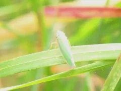 Draeculacephala crassicornis thumbnail 2