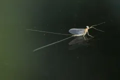 Epeorus albertae thumbnail 4