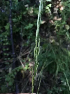 Harford's oniongrass thumbnail 4