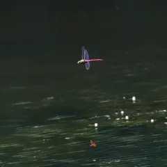 Comet Darner thumbnail 3