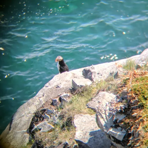 Atlantic Puffin