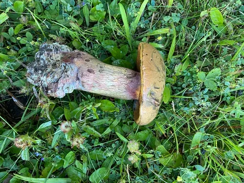 Lurid Bolete