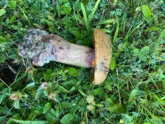 Lurid Bolete thumbnail 1