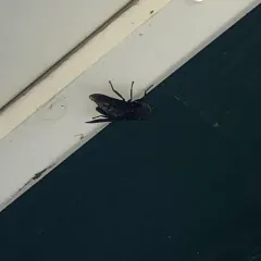 Black Horse Fly thumbnail 2