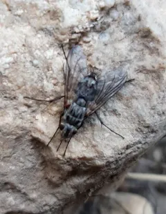 Trochilodes skinneri thumbnail 2