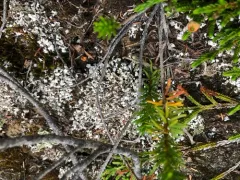 Split-peg Lichen thumbnail 2