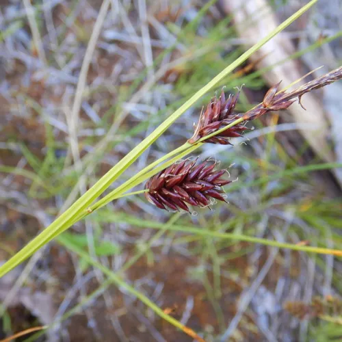 russet sedge