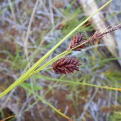 russet sedge thumbnail 1