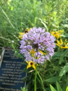 Aging chive thumbnail 3