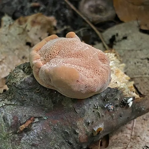 tender nesting polypore