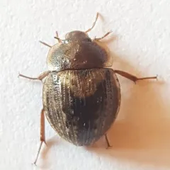 Checkered Water Beetle thumbnail 3