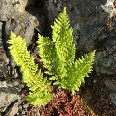 American Alpine Lady Fern thumbnail 2