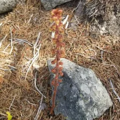 woodland pinedrops thumbnail 4