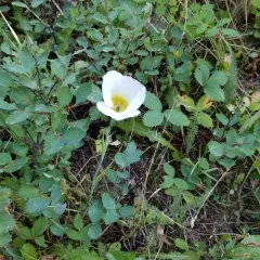 Gunnison's Mariposa Lily thumbnail 4