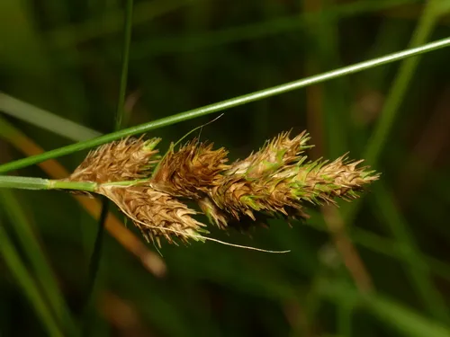 Broadwing Sedge