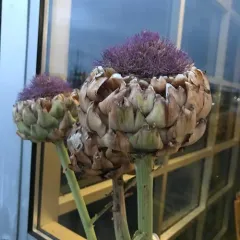 Artichoke Thistle thumbnail 4