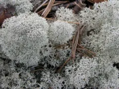 Star-tipped Reindeer Lichen thumbnail 2