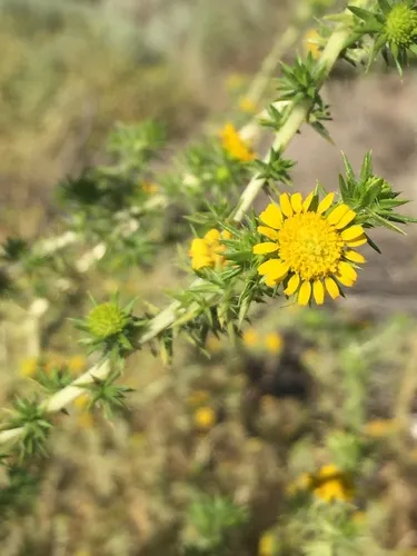 Common Spikeweed