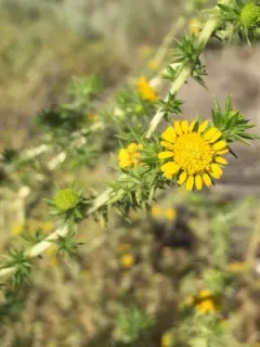 Common Spikeweed thumbnail 1
