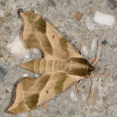 Virginia Creeper Sphinx thumbnail 3