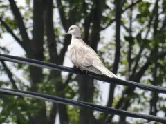African Collared-Dove thumbnail 3
