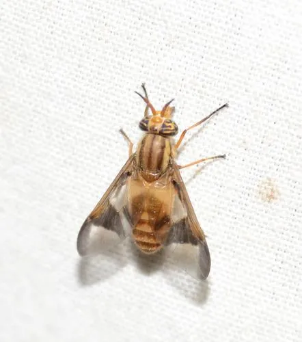 Chrysops flavidus