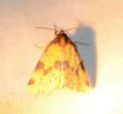 Obtuse Yellow thumbnail 1