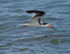 Black Skimmer thumbnail 4