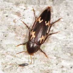 Blurry-spotted False Darkling Beetle thumbnail 2