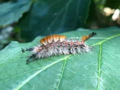 Western Tussock Moth thumbnail 4