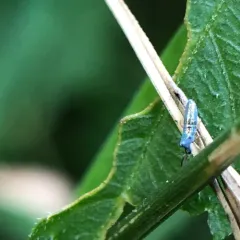 Lepidocyrtus paradoxus thumbnail 4