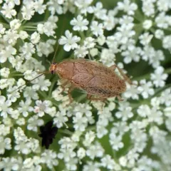 Tawny Cockroach thumbnail 3