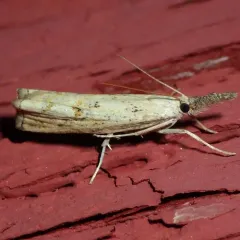 Neodactria zeellus thumbnail 3