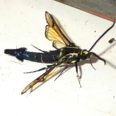 Peachtree Borer Moth thumbnail 3