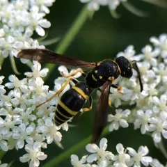 Bramble Mason Wasp thumbnail 3
