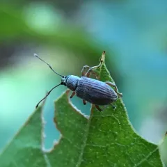 Asian Oak Weevil thumbnail 2