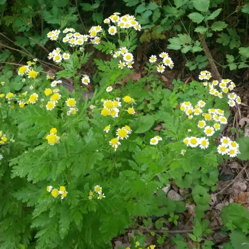 feverfew