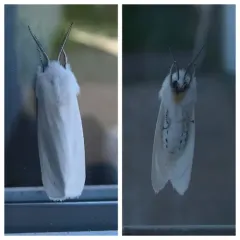 Virginian Tiger Moth thumbnail 3
