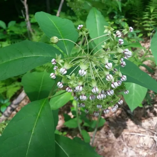poke milkweed