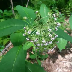 poke milkweed thumbnail 1
