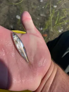 Eastern Silvery Minnow thumbnail 2