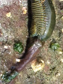 Eupolymnia heterobranchia thumbnail 4