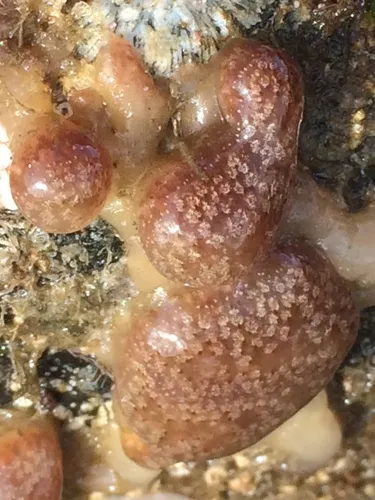 Mushroom Tunicate