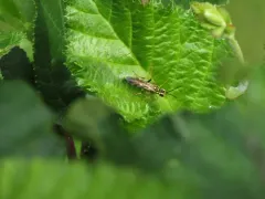 Tenthredo verticalis thumbnail 2